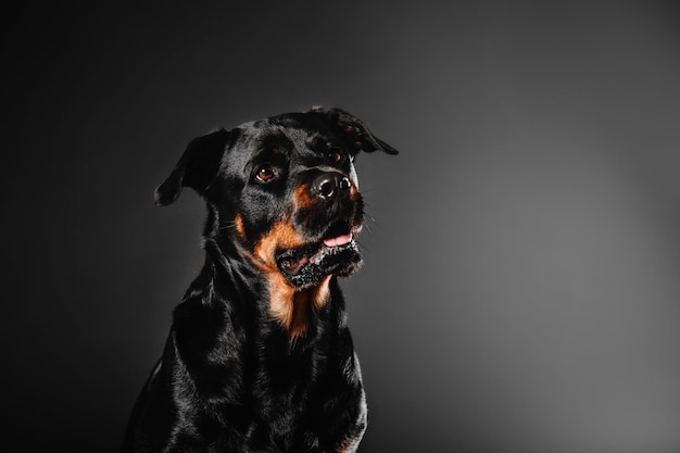 Cachorro rottweiler em um fundo preto no estúdio