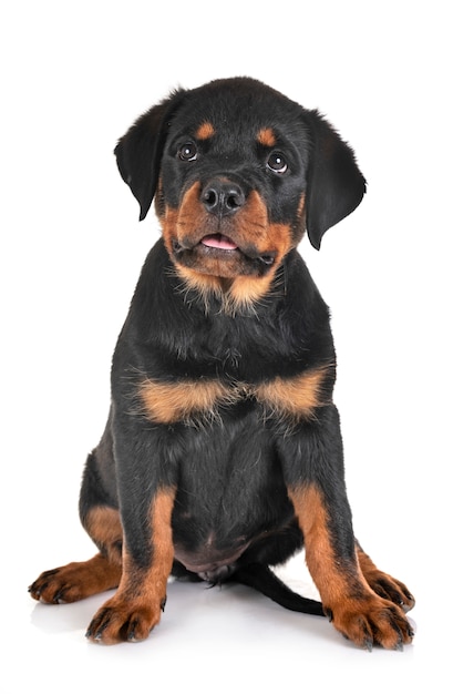 Cachorro rottweiler en estudio