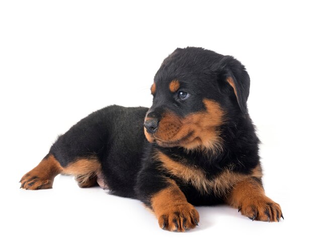 cachorro rottweiler en estudio