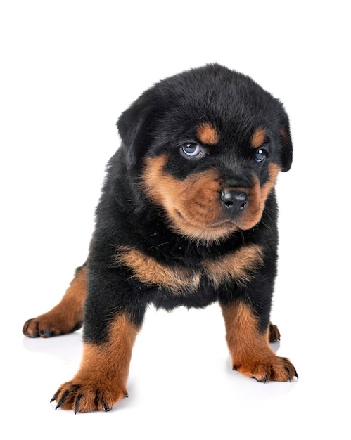 cachorro rottweiler en estudio