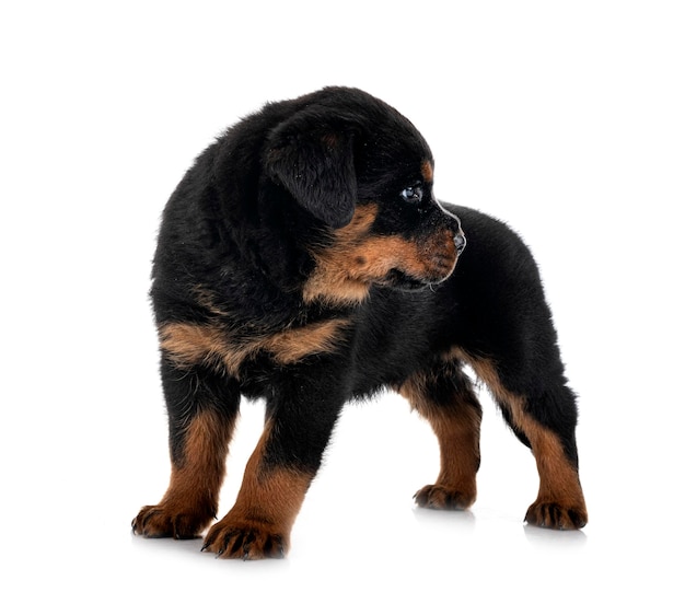 cachorro rottweiler en estudio