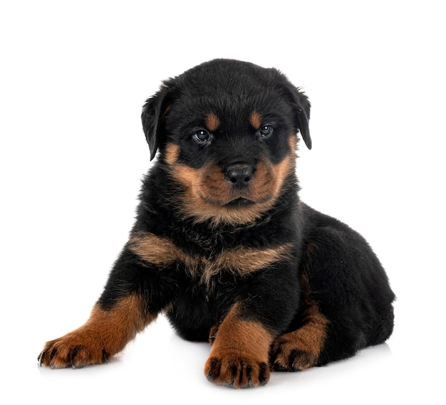 cachorro rottweiler en estudio