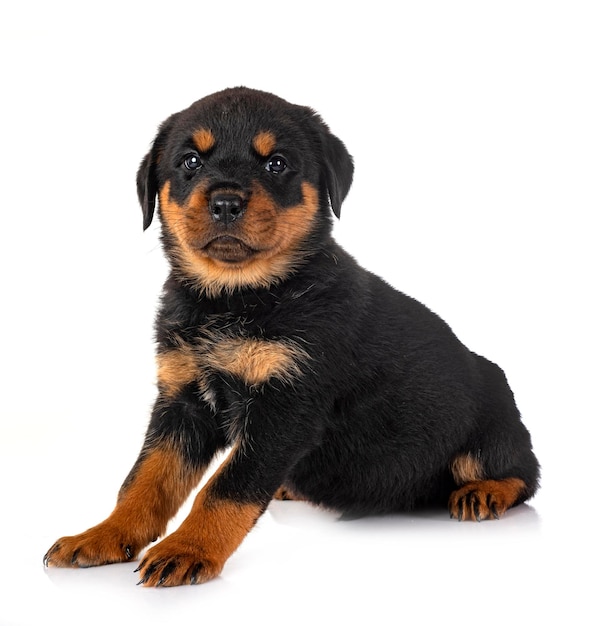 Foto cachorro rottweiler en estudio