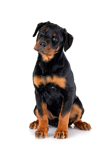 cachorro rottweiler en estudio