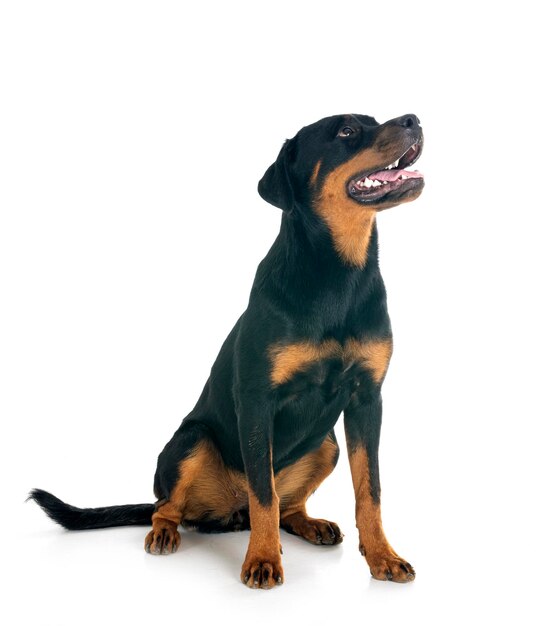 un cachorro de rottweiler frente a un fondo blanco