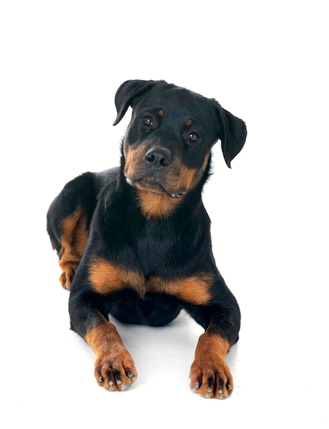 un cachorro de rottweiler frente a un fondo blanco