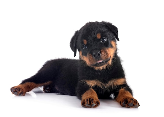 un cachorro de rottweiler frente a un fondo blanco