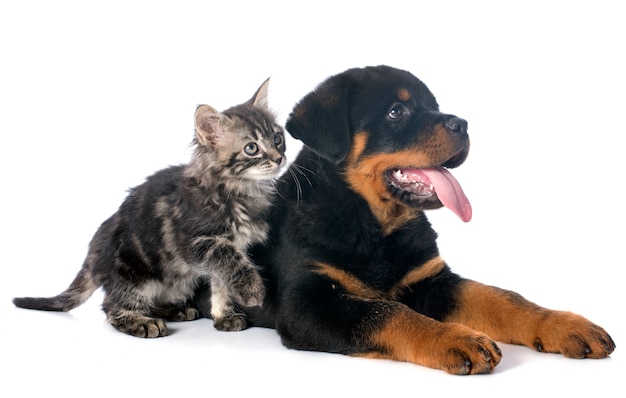 cachorro rottweiler y gatito