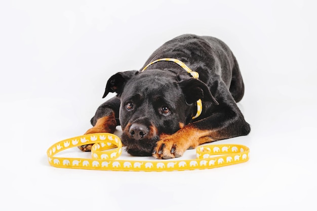 Cachorro rottweiler isolado no fundo branco.