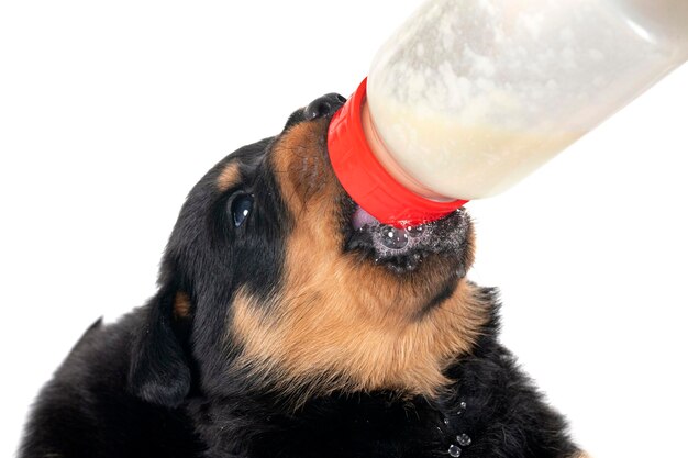 Cachorro rottweiler mamar una botella delante de un fondo blanco