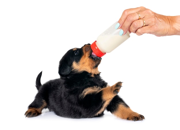 cachorro rottweiler mamar uma garrafa na frente de fundo branco