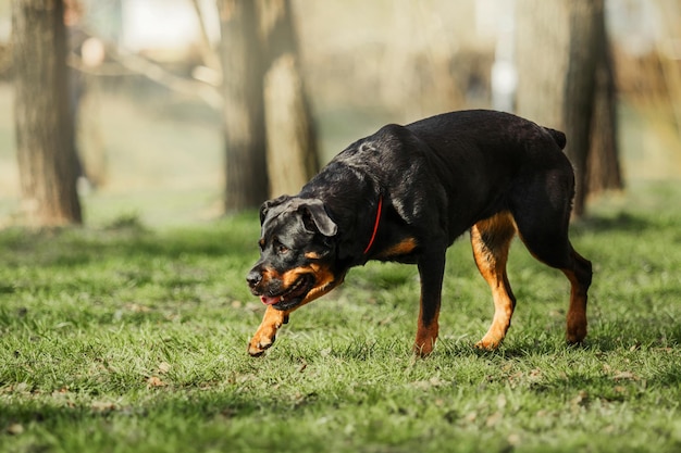 Cachorro rottweiler na caminhada