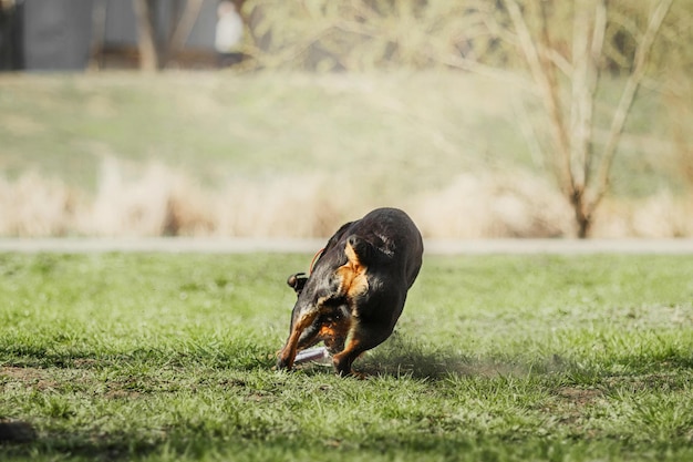 Cachorro rottweiler na caminhada