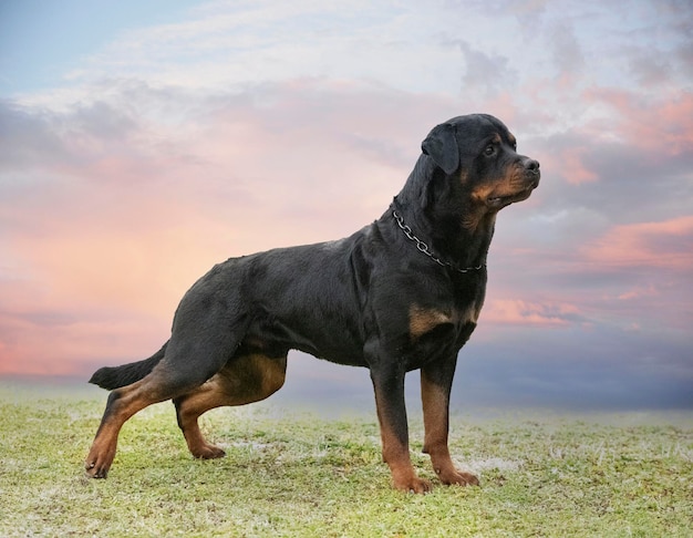 Cachorro rottweiler en la naturaleza