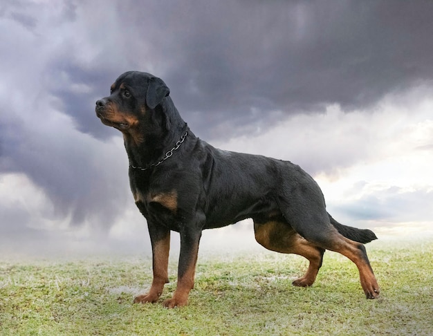 Cachorro rottweiler en la naturaleza