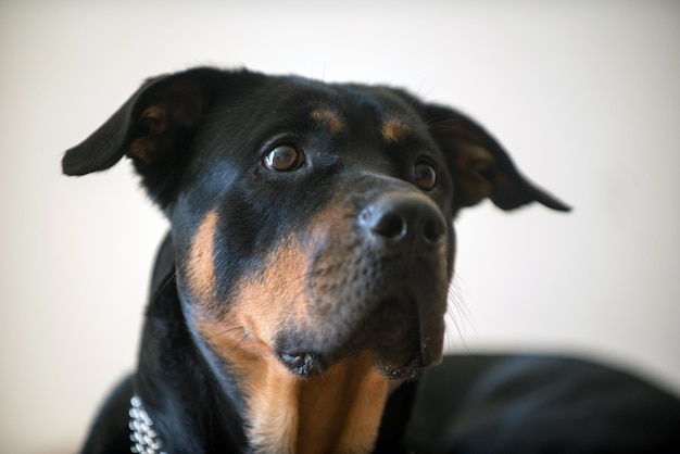 Cachorro rottweiler preto deitado no chão do apartamento