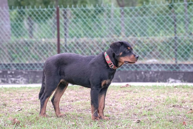 Cachorro Rottweiler quatro meses de idade