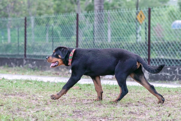 Cachorro Rottweiler quatro meses de idade