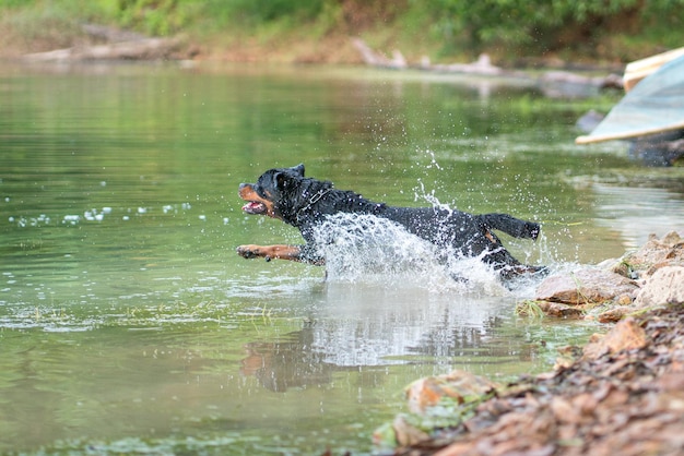 Cachorro rottweiler salta para o conceito de verão aquático