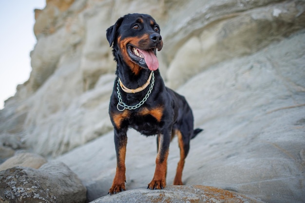 Cachorro rottweiler senta-se na praia contra o pano de fundo do mar