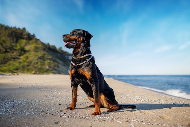 Cachorro rottweiler senta-se na praia contra o pano de fundo do mar