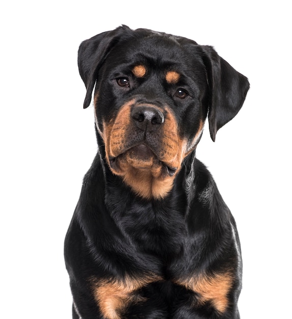 Cachorro Rottweiler sentado contra um fundo branco