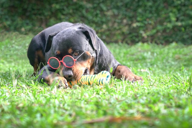 Cachorro rottweiler usando óculos escuros deitado na grama