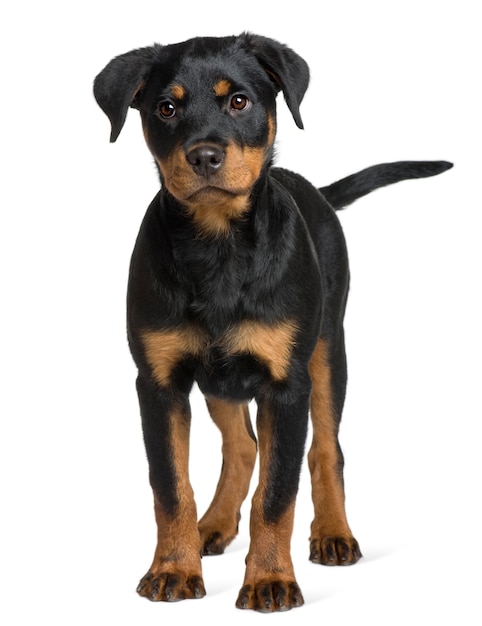 Cachorro Rottweiler