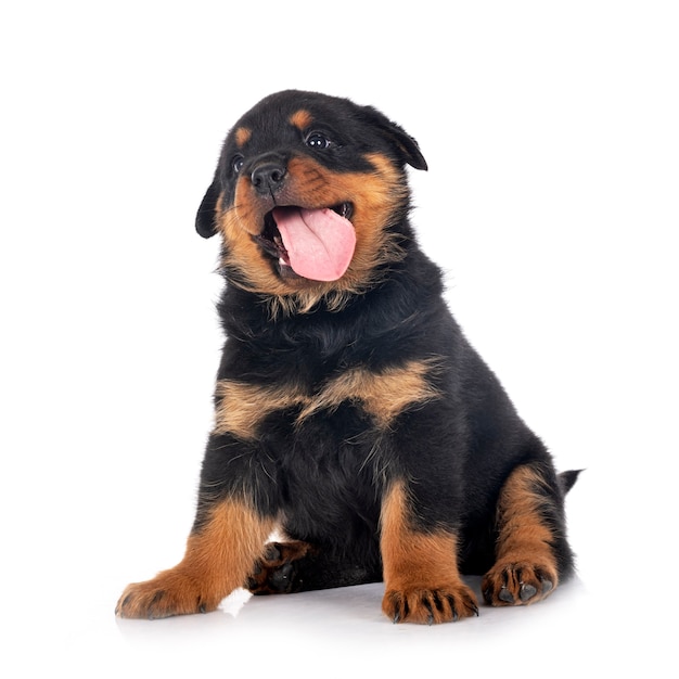 Cachorro rottweiler