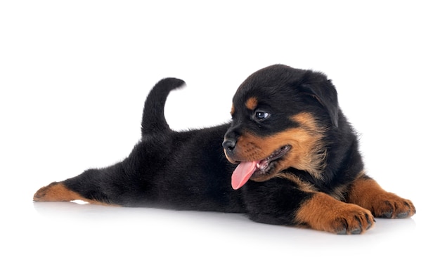 Cachorro rottweiler