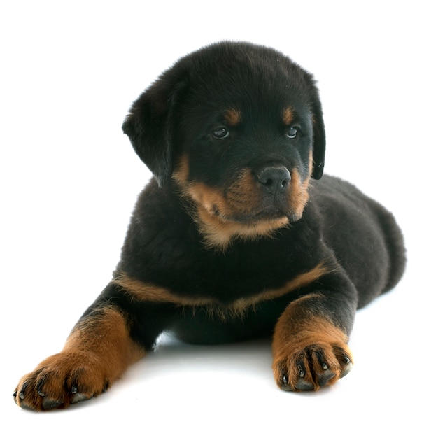 Cachorro rottweiler