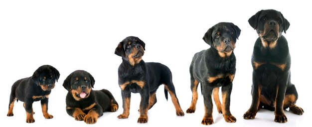 Cachorro rottweiler