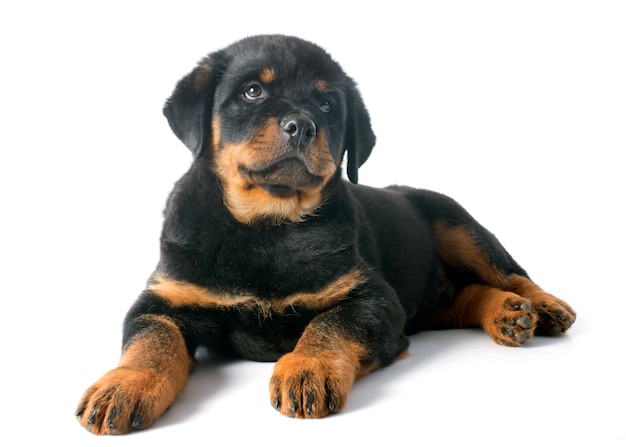 cachorro rottweiler