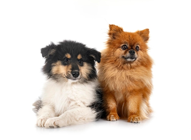 cachorro Rough Collie y spitz delante de un fondo blanco