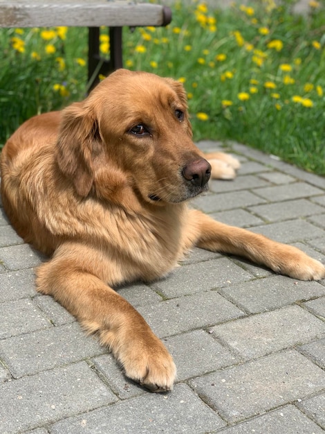 Cachorro ruivo American Golden Retriever deita-se na calçada e descansa