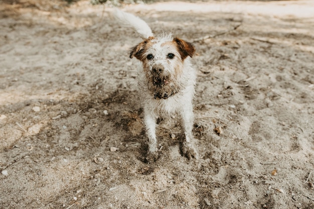 Cachorro russell engraçado e sujo depois de brincar em uma poça de lama no verão