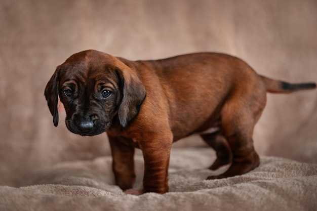 Cachorro de sabueso bávaro posando para el retrato