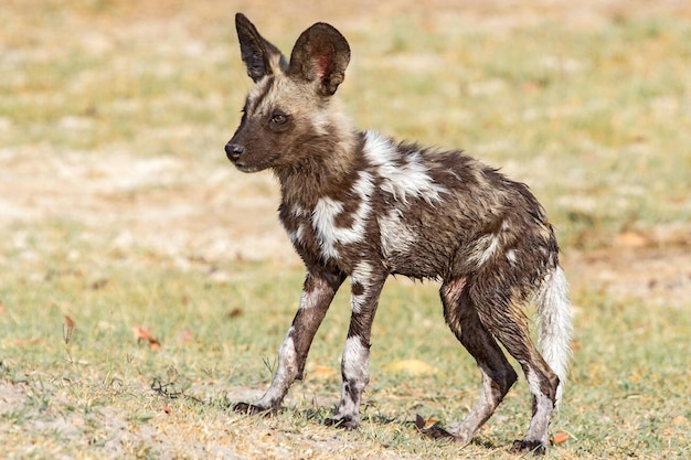 El cachorro salvaje africano Lycaon pictus de pie en la sabana Savuti Botswana