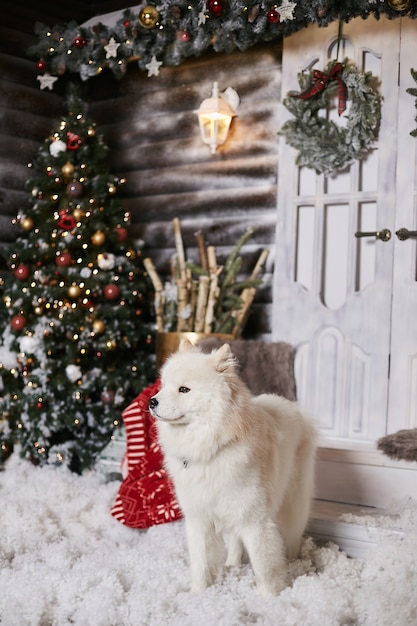 Cachorro samoiedo branco fofo posando na sala de estar perto da árvore de Natal e decorado para o interior do ano novo
