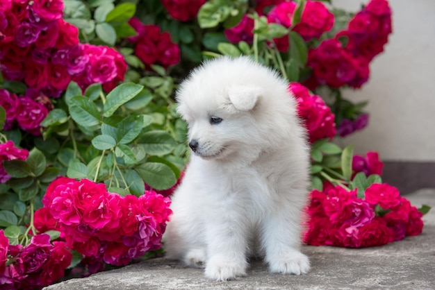 Cachorro samoiedo branco peludo sentado com rosas vermelhas