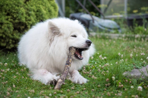 Cachorro samoiedo branco roendo um pedaço de madeira na grama