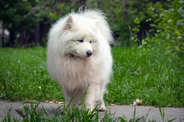 Cachorro samoiedo caminha no parque