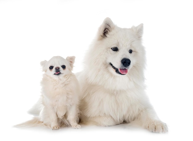 cachorro samoiedo e chihuahua na frente de fundo branco