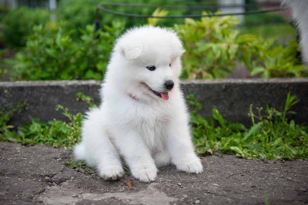 Cachorro samoiedo engraçado no jardim de verão na estrada