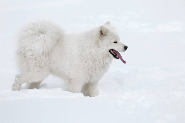 Cachorro samoiedo fofo ao ar livre em dia de inverno