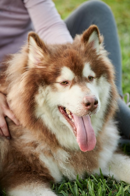 Cachorro Samoiedo Fofo Grande