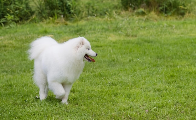 Cachorro samoiedo