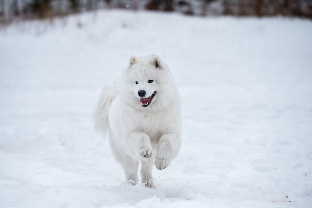 Cachorro Samoyed Branco correndo na neve lá fora