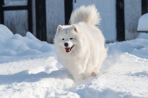 Cachorro samoyed branco correndo na neve lá fora