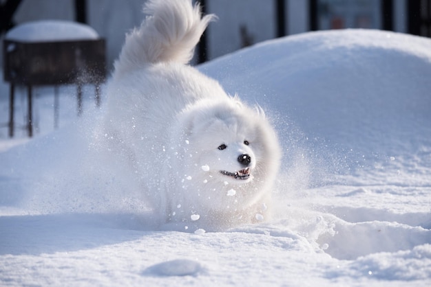 Cachorro Samoyed Branco correndo na neve lá fora